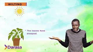 Form one Biology video on plant wilting its causes and prevention of wilting [upl. by Airbma]