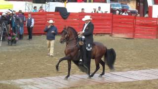 Campeonato de caballos trote y galope Sibaté Cundinamarca [upl. by Mcgregor]