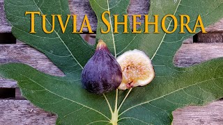 Tuvia Shehora Fig Review 2020 [upl. by Egwan36]