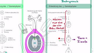 Entwicklung des Embryosacks und Pollens Gametophyten bei Blütenpflanzen [upl. by Ahsoek]