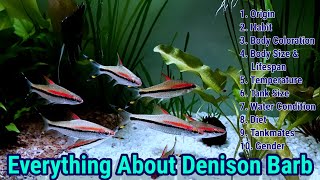 Everything About Denison Barb  Roseline Shark Care Guide [upl. by Faustus]