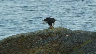 Bald Eagles go duck hunting [upl. by Killian]