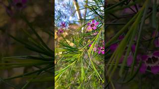 Geraldton wax chamelaucium uncinatum purple pride viral shortvideos viralvideos [upl. by Accem]