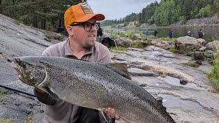 Älvkarleby  Laxmackan himself drillar lax på hällen 286 24 [upl. by Ainotahs]