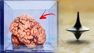 La Terrorífica Teoría del Cerebro en un Frasco ¿La Realidad es una iIusion [upl. by Annabal]