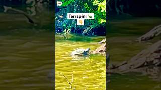 A terrapin basking in the Sun and many geese Terrapin coot canadageese geese 🪿 [upl. by Agiaf]