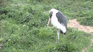 Pensthorpe Wildlife amp Gardens 01092012 Part 22 [upl. by Emarie]