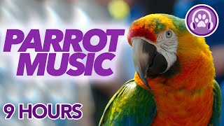 CLICK HERE to Make your Parrot Happy 🦜 Music for Happy Healthy Parrots [upl. by Animsay]