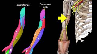 Dermatomes and Cutaneous fields [upl. by Lladnor]