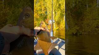 🎣🔥Catch More Catfish Live Bait TacticsThat Work catfishing bigcatfish fishing catfish [upl. by Alane]