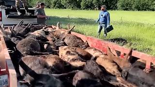 ¿QUÉ HACEN LOS CAZADORES CON MILLONES DE JABALÍES ABATIDOS [upl. by Irfan766]