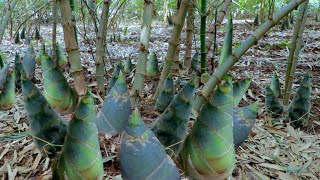 How to Grow Bamboo to Harvest Fast Bamboo Shoots  Easy and Effective  Agriculture Technology [upl. by Stilwell]