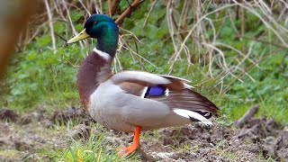 Mallard Calls  Duck Sounds [upl. by Lleihsad]