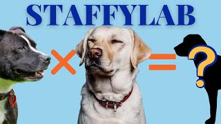 STAFFYLAB A Super Cute Staffy x Labrador Mix Breed [upl. by Amena]