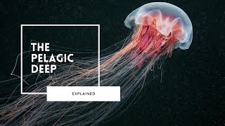 Deep Sea Wonders of the Pelagic Zone [upl. by Haizek]