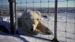 Polar Bear Photo Safari Seal River Lodge Churchill Manitoba Canada [upl. by Diamante]