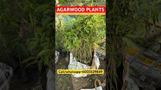 Agarwood plants  Agarwood tree priceAgarwood farming in andhra pradeshagarwood agar agarwood [upl. by Elleraj514]