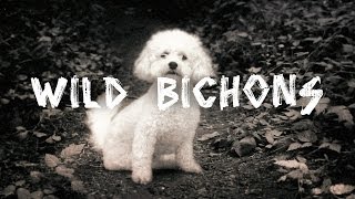 Wild Bichons [upl. by Morril180]