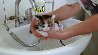 Rescued Kitten Diaries One Month🐾 Daily Cuteness Ep6 [upl. by Ayifas]