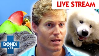 Bondi Vet Extended Cuts Season 2 Watch The Full Season LIVE 🔴 Full Episodes [upl. by Tom]