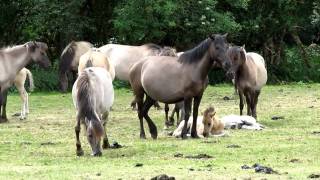 DÜLMENER WILDPFERDE im MERFELDER BRUCH [upl. by Ahsilla]