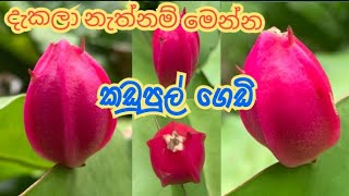 සමහරු අහලත් නැති දැකලත් නැති කඩුපුල් ගෙඩි  kadupul gedi [upl. by Hcelemile342]