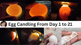 Egg Candling Using Mobile Phone  egg candling from day 1 to 21 [upl. by Elac313]