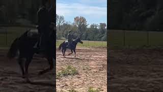 Cloud 🩷 horse equestrain barrelracing shorts rodeo training horsemanship [upl. by Sabina542]