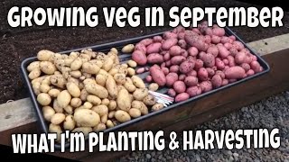 What to Harvest amp Plant in September in Scotland  Autumn amp Winter Gardening  MoggyBoxCraft [upl. by Llennaj]