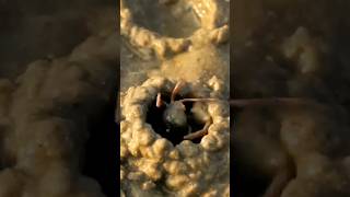 Why Is The Crab Making Sand Balls 🤔 facts viralvideo shorts [upl. by Leibrag]