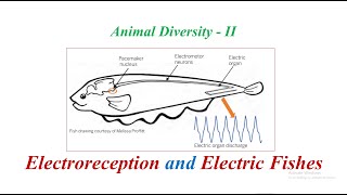 Electroreception and Electric Fishes [upl. by Marcille]