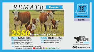 REMATE ESPECIAL INVERNADA Y CRÍA  PEPA KNUBEL Y FERRERO 12072024 [upl. by Ariahaj2]