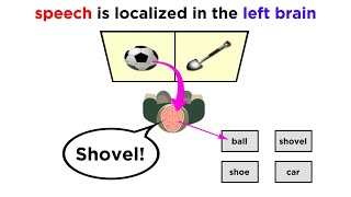 Brain Lateralization The Split Brain [upl. by Lynsey]