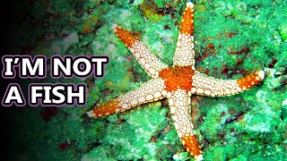 Sea Star facts aka Starfish Facts  Animal Fact Files [upl. by Fitzgerald]