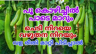 തണ്ടിലും വഴുതനങ്ങ നിറയും  Vazhuthanaga Krishi in Malayalam  Brinjal plant care amp Tips [upl. by Noved681]