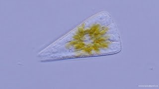 Diatomea Licmophora  Diatom [upl. by Mayyahk]