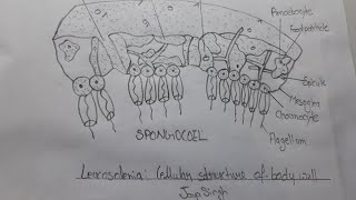 Leucosolenia Cellular Structure of body wzll biology diagram easy way [upl. by Krisha]