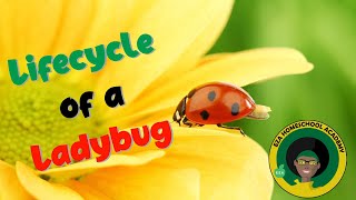 Ladybug Life Cycle  All about Ladybugs [upl. by Ute121]