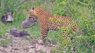 Greedy Leopard Catches an Entire Warthog Family [upl. by Catto306]