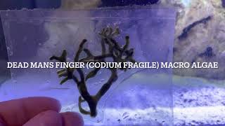 fluval flex 123 update and DEAD MANS FINGER Codium Fragile MACRO ALGAE added [upl. by Inalial]