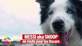 Messi le chien star dAnatomie dune chute devenue nouvelle coqueluche dHollywood [upl. by Brendan481]