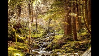 Muzika za opustanje i smirenje  Relaksirajuca Sumska Atmosfera uz Potok Opusti se i uzivaj HD [upl. by Allicserp]