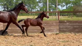 colt by Glamourdale  Rocky Lee 2024 Oldenburg dressage [upl. by Odrareg770]