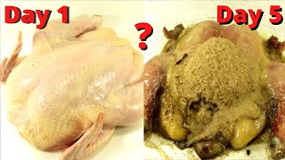 How Quickly The Maggots Eat The Chicken Time Lapse [upl. by Vittoria]