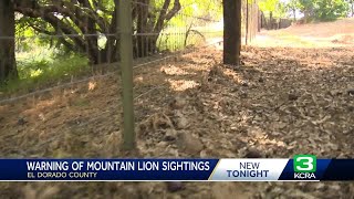 California mountain lion attacks kills familys dog [upl. by Anomahs]