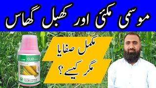 How to control Cynodon dactylon Khabbal Grass in Maize  Bilal Kanju Official [upl. by Heffron]