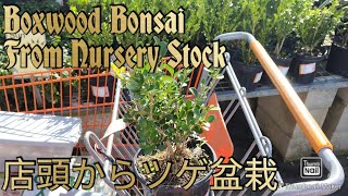 Making a Japanese Boxwood Bonsai Tree from Nursery Stock 101121 [upl. by Beitch883]