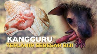 KANGGURU  Terlahir Sebesar Biji Dewasa Menjulang Tinggi NamiKids [upl. by Ellerrehc]