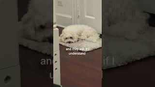 The 0 brain cell life dog funny cute cotondetulear viral fyp [upl. by Gairc432]