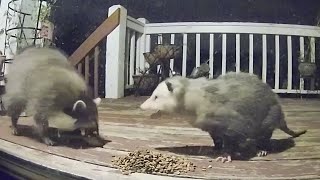 16 SCARY Possum Encounters Not to Watch on New Years Day [upl. by Peursem314]